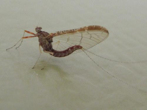 Réf. 56 833 : Cloeon dipterum