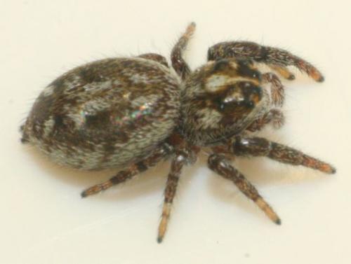 Macaroeris nidicolens