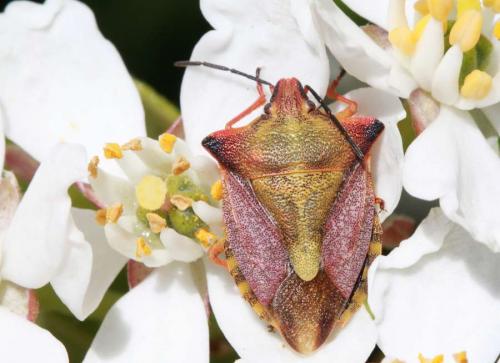 Carpocoris mediterraneus atlanticus