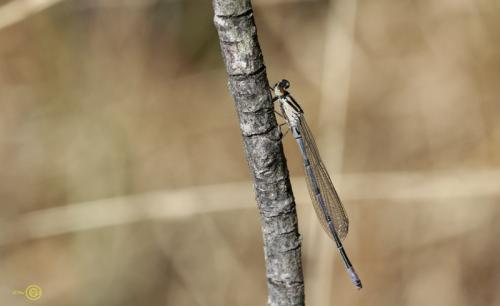 Coenagrion puella