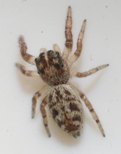 Macaroeris nidicolens