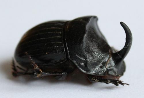 Réf. 56 686 : Copris hispanus