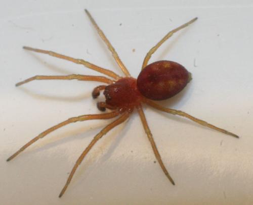 Nigma sp.