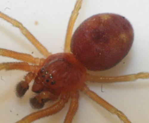 Nigma sp.