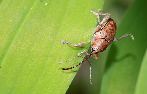 Réf. 56 573 : Curculio glandium