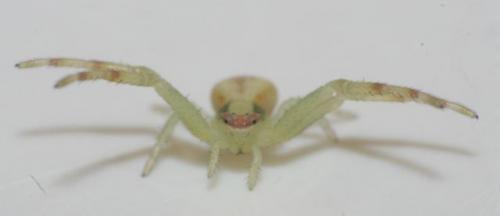 Misumena vatia