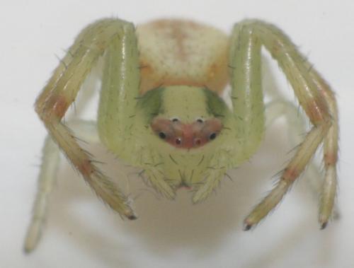 Misumena vatia