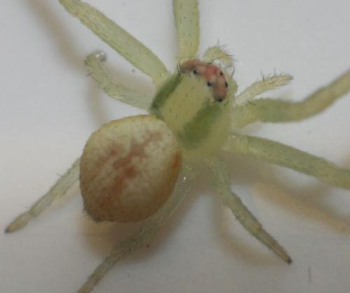 Misumena vatia