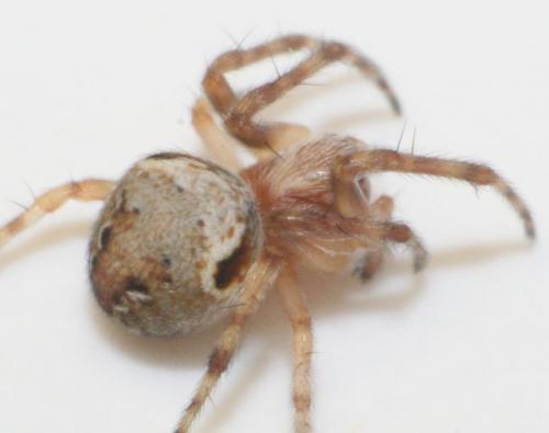 Araneus sp.