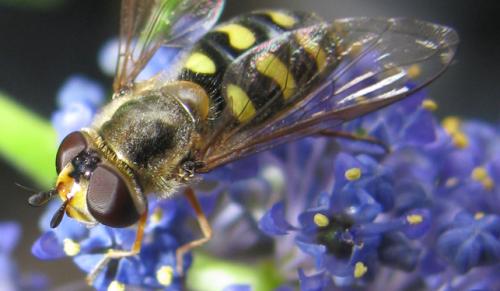 Eupeodes luniger