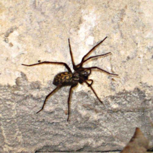 Tegenaria sp.
