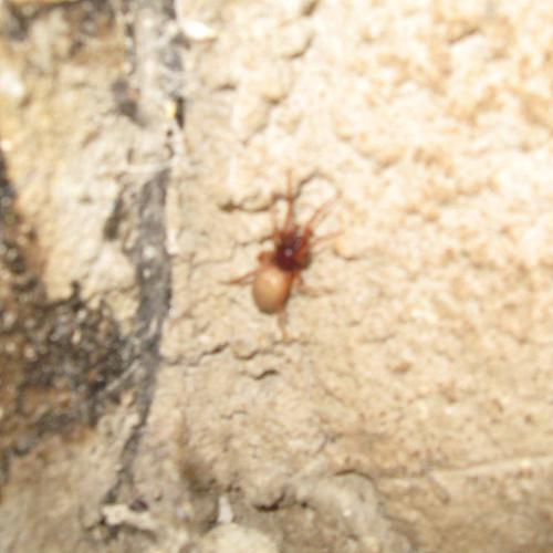 Réf. 56 313 : Dysdera sp.