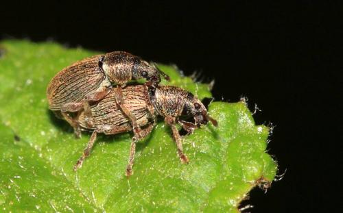 Réf. 56 293 : Polydrusus marginatus