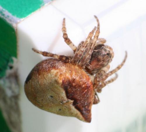 Gibbaranea bituberculata