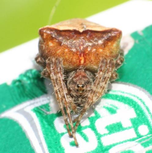 Gibbaranea bituberculata