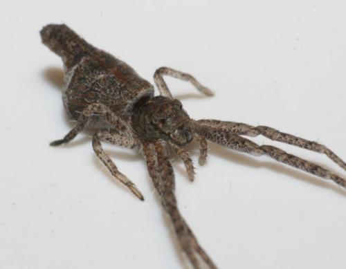 Réf. 56 611 : Tmarus sp.