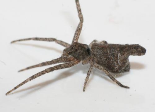 Réf. 56 612 : Tmarus sp.