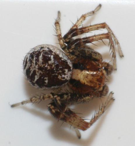 Réf. 56 877 : Xysticus lanio