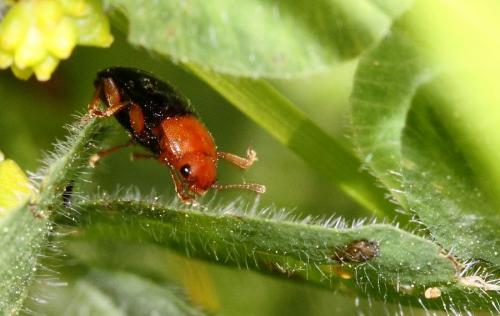 Triplax sp.