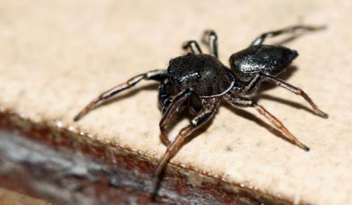 Réf. 56 253 : Heliophanus cupreus