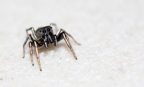Heliophanus cupreus