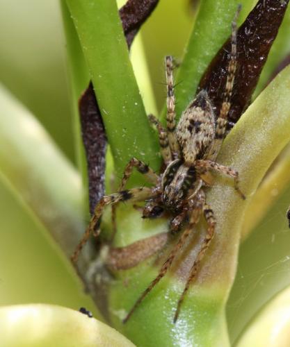 Anyphaena accentuata