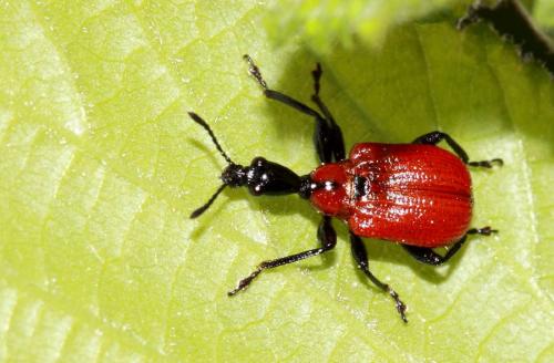 Réf. 56 434 : Apoderus coryli