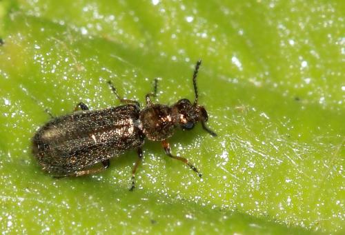Dasytes sp.