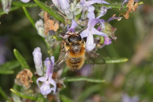 Megachile circumcincta