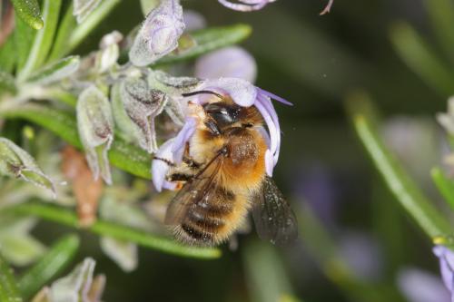 Réf. 56 051 : Megachile circumcincta