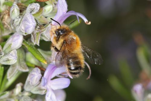 Megachile circumcincta