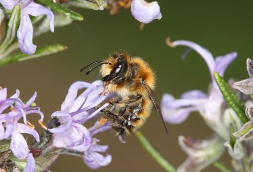 Réf. 56 148 : Megachile circumcincta
