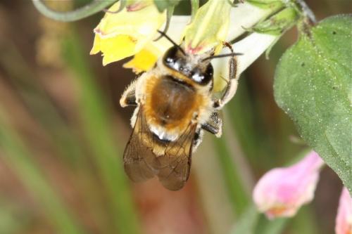Eucera sp.
