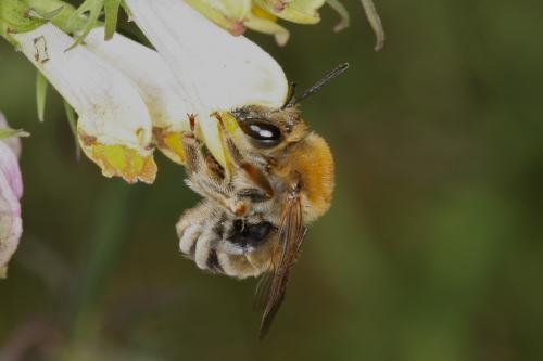Eucera sp.