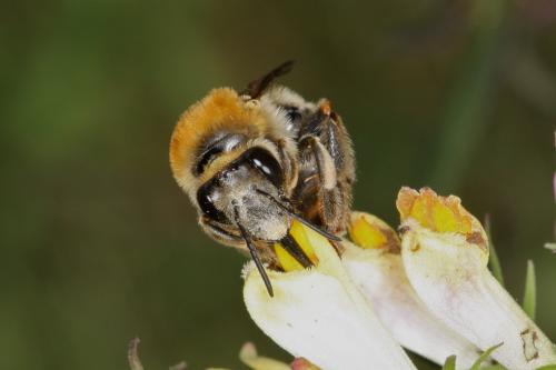 Eucera sp.