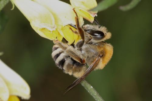 Réf. 56 371 : Eucera sp.