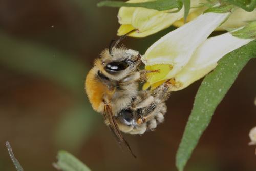 Eucera sp.