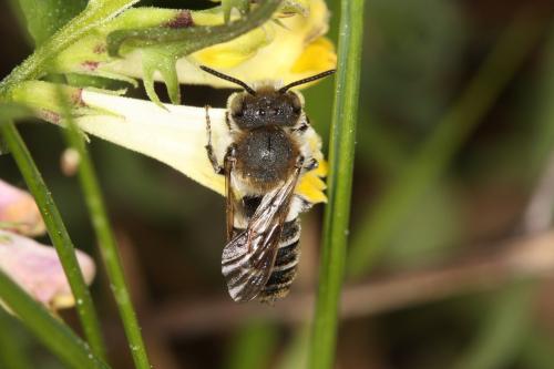 Réf. 56 719 : Coelioxys quadridentata