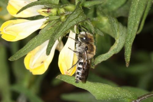 Réf. 56 720 : Coelioxys quadridentata