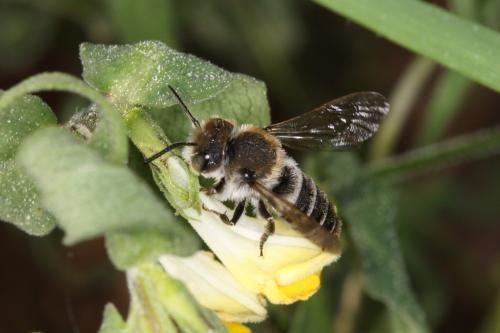 Réf. 56 721 : Coelioxys quadridentata