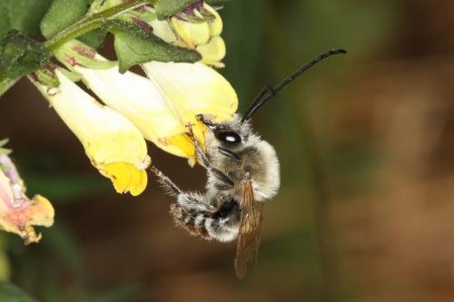 Eucera sp.