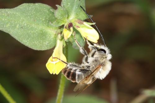 Eucera sp.