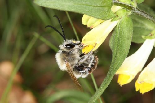 Réf. 56 266 : Eucera sp.