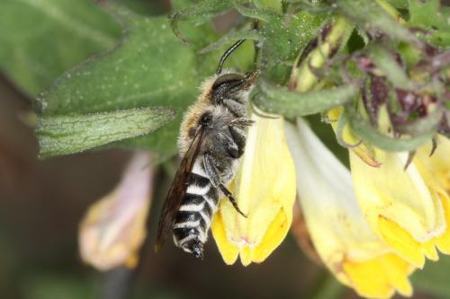 Coelioxys quadridentata
