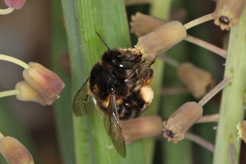 Anthophora retusa retusa
