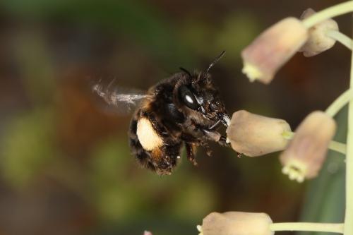 Anthophora retusa retusa