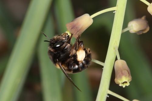 Anthophora retusa retusa