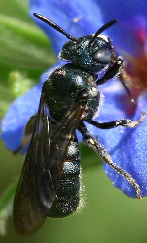 Réf. 56 847 : Ceratina chalcites