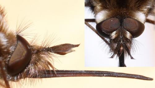 Réf. 56 989 : Triplasius pictus