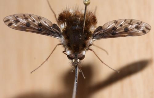 Réf. 56 987 : Triplasius pictus